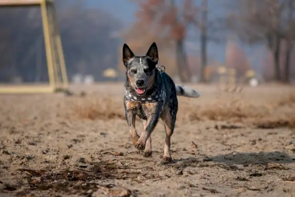 Der Australian Cattle Dog läuft entlang der Küste