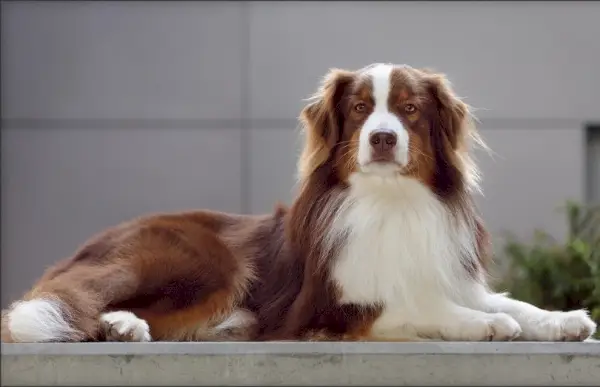 Roter Tri-Australischer Schäferhund