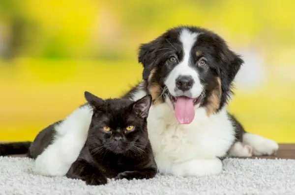 Australischer Schäferhund mit einer Katze