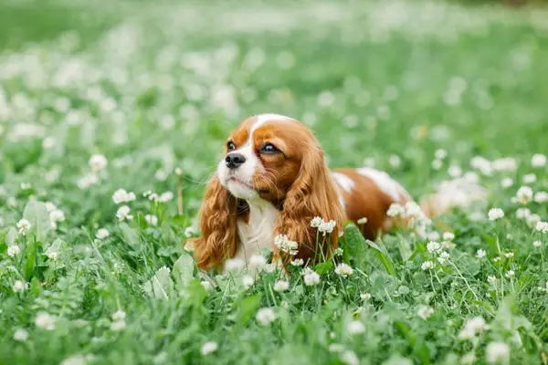 Tekopp Cavalier King Charles spaniel