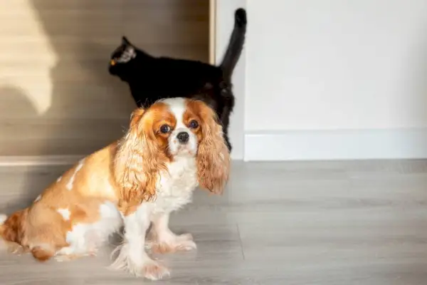 Cavalier King Charles Spaniels med Cat