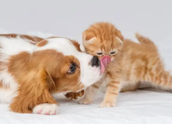 Cavalier King Charles Spaniels med Cat