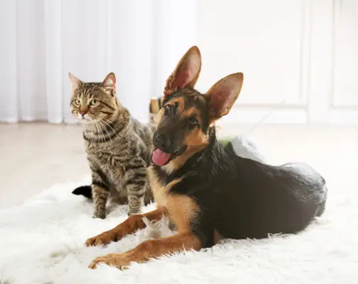 Deutscher Schäferhund Hauskatze Kurzhaar auf Teppich lächelnd glücklich