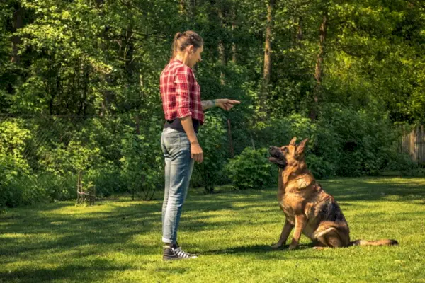 Deutscher Schäferhund trainiert im Freien