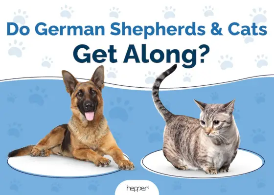 Verstehen sich Deutsche Schäferhunde und Katzen?