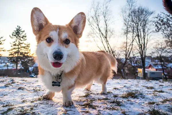 Corgi galés de Pembroke jugando en la nieve