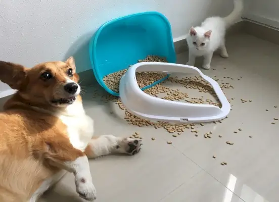 Arena para gatos ensuciada por Corgi