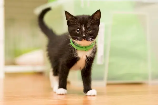 chaton portant un collier anti-puces vert