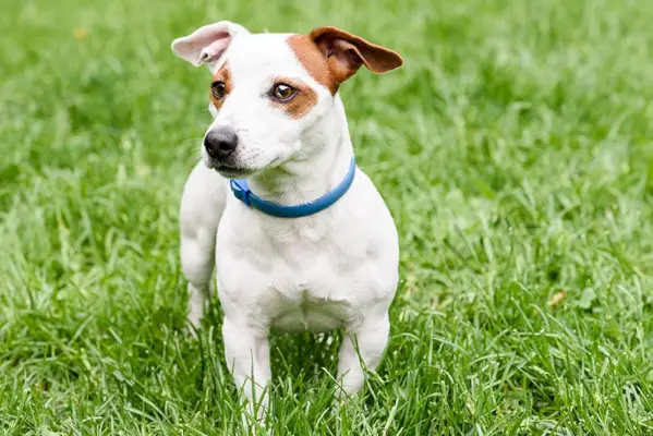 Collier anti-tiques et anti-puces bleu sur un chien mignon