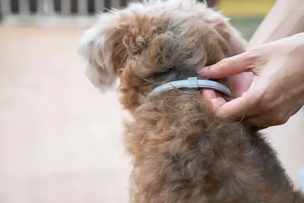 Femme portant un collier pour chien, tue et repousse les tiques et les puces