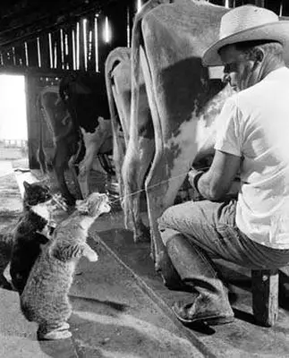 Cats drinking milk from cow