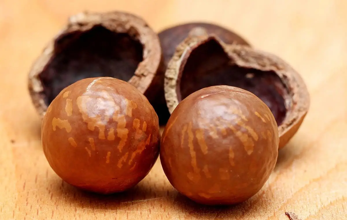 Macadamia nuts