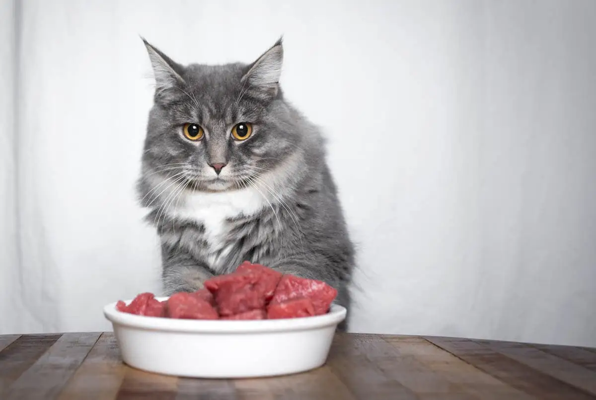 Home made cat food