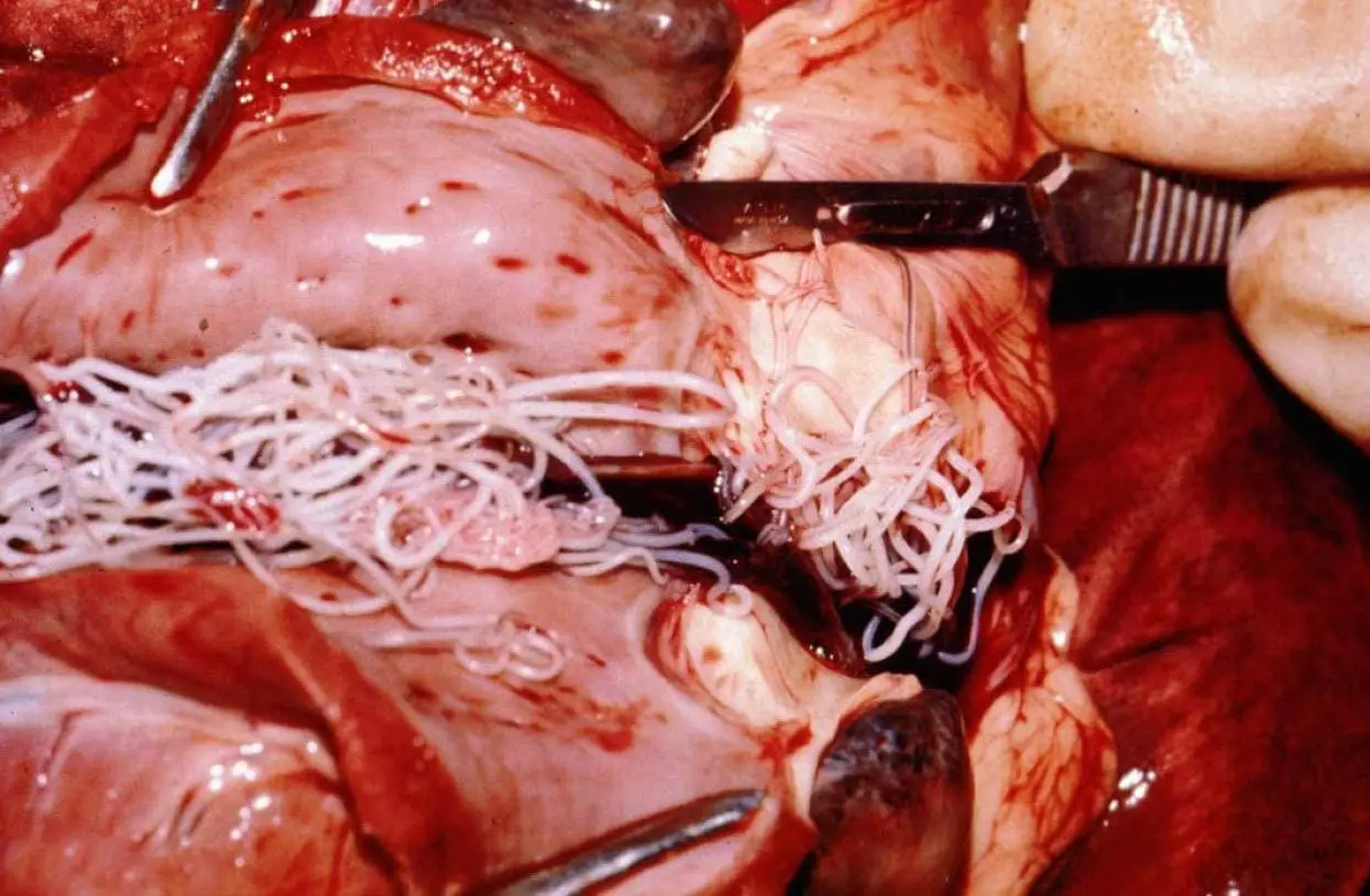 Heartworms