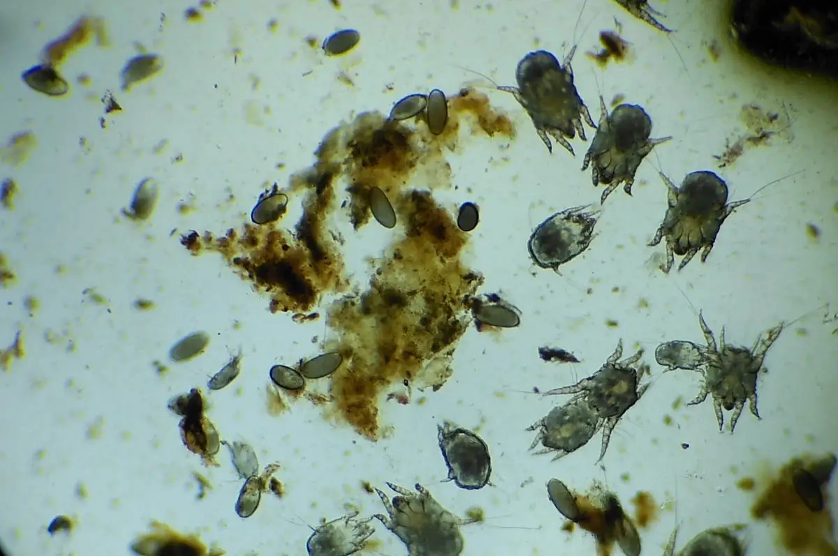 Ear mites in cats