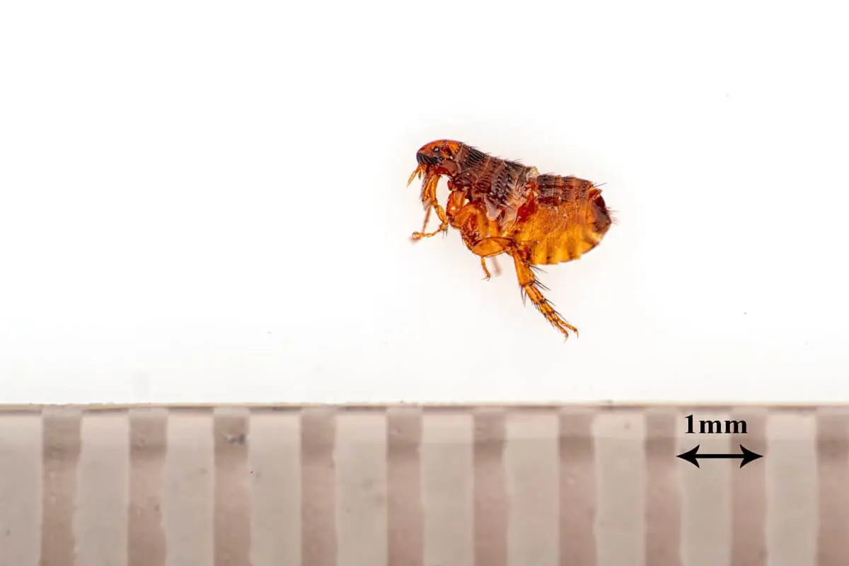 How large is a cat flea