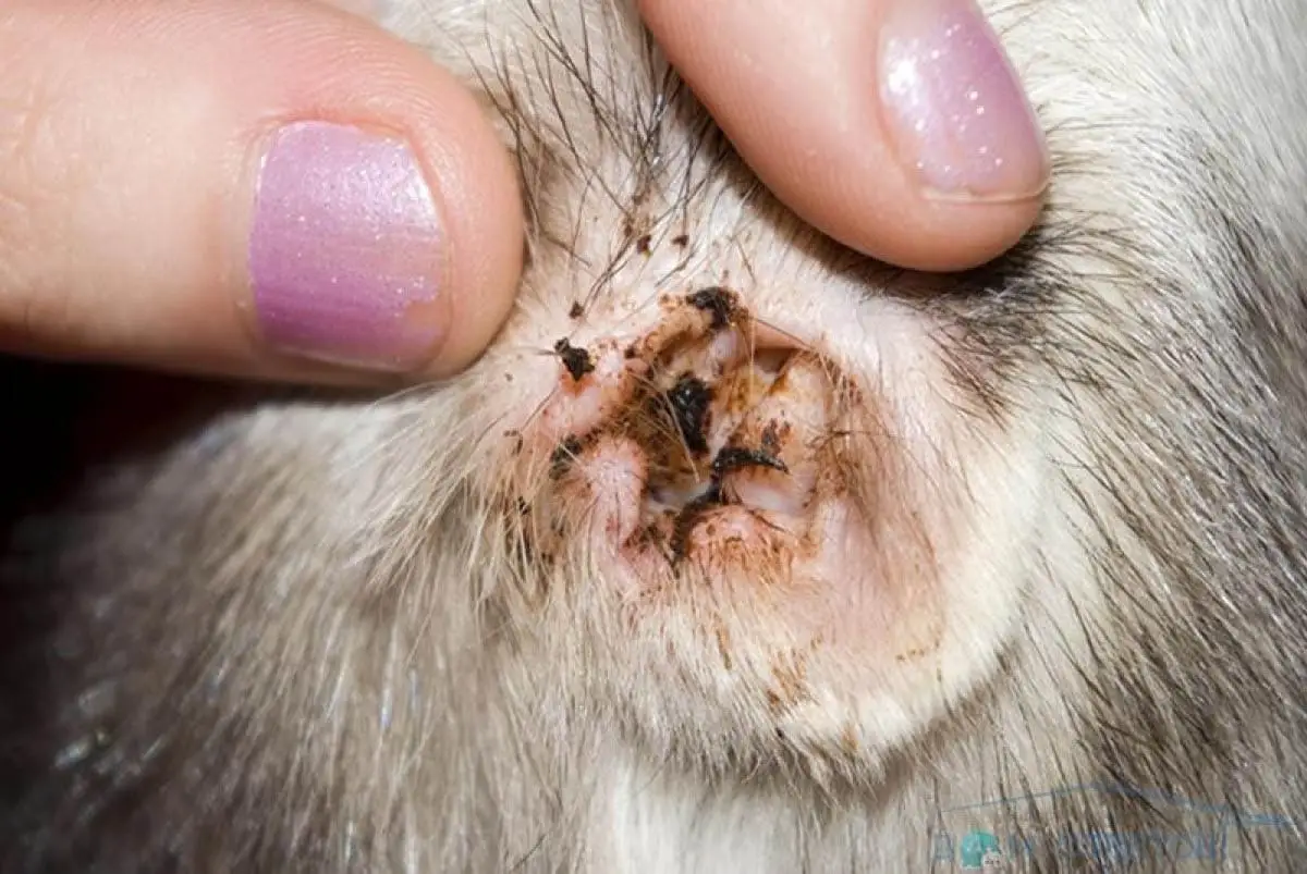 Ear mites