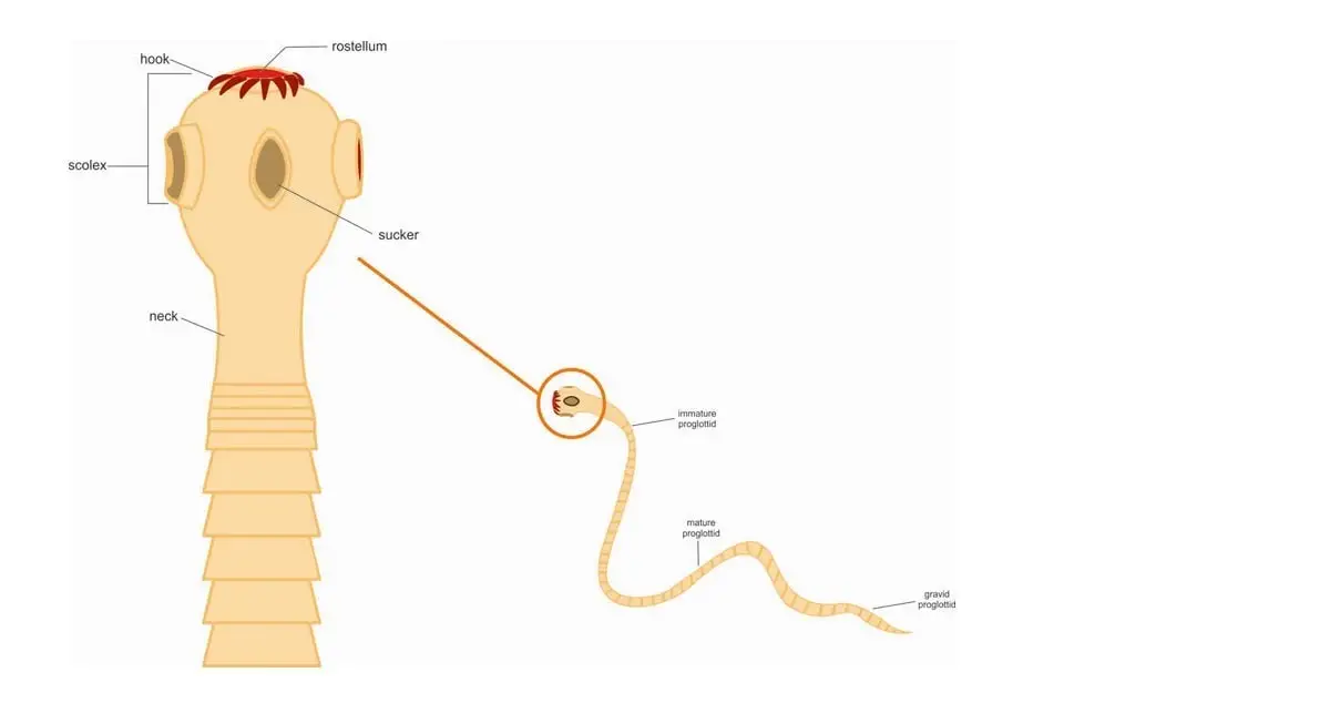 Tapeworm in cats