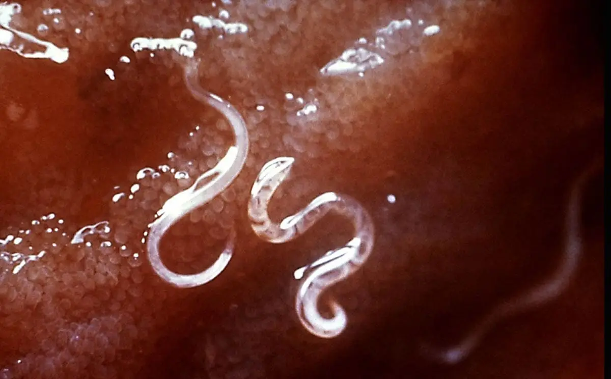 Hookworms in cats