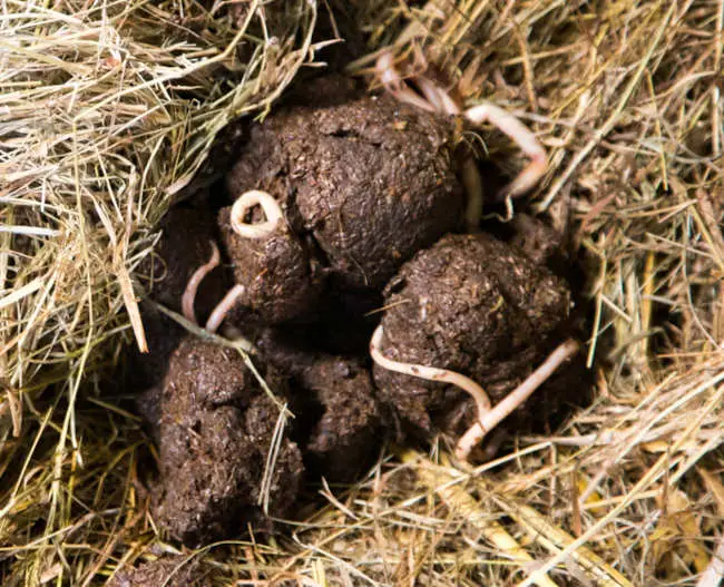 roundworms in poop