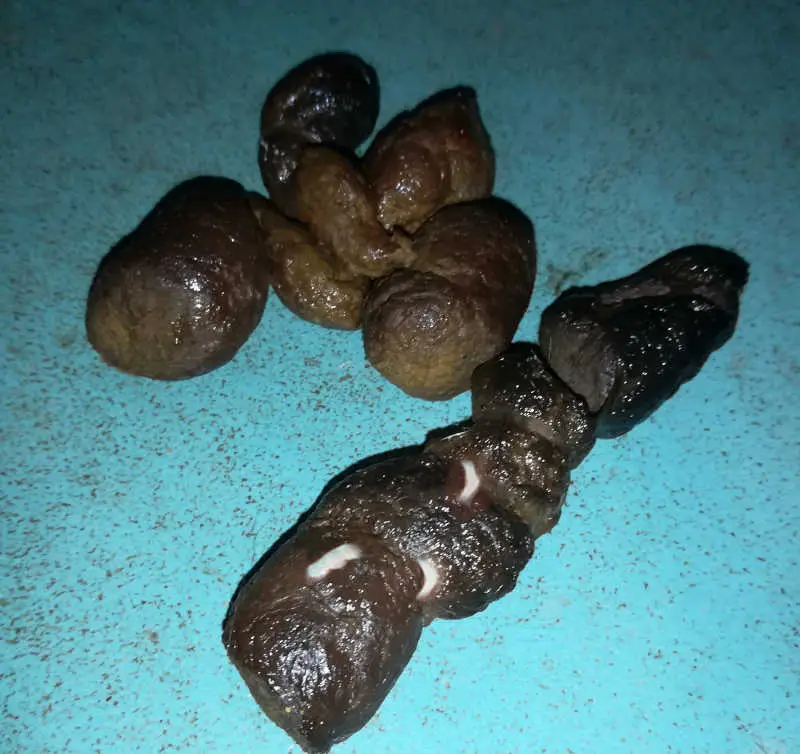 tapeworms in cat poop