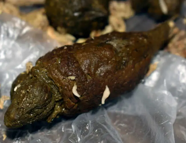 tapeworms shown in cat poop