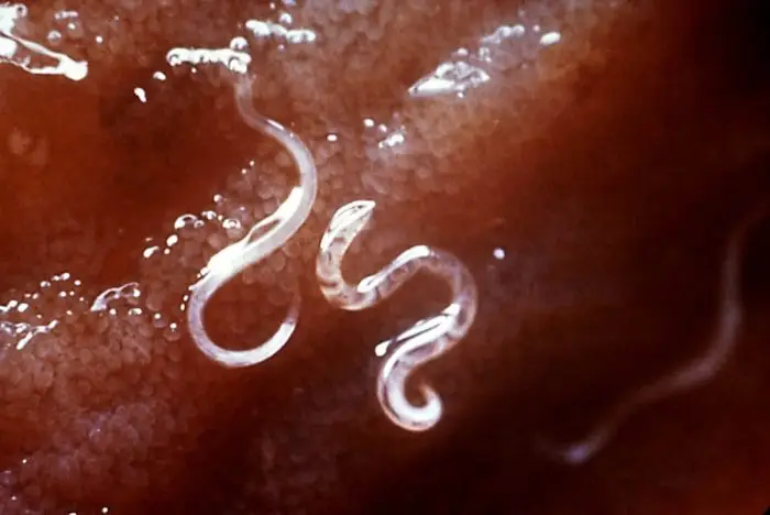 Hookworms in cats