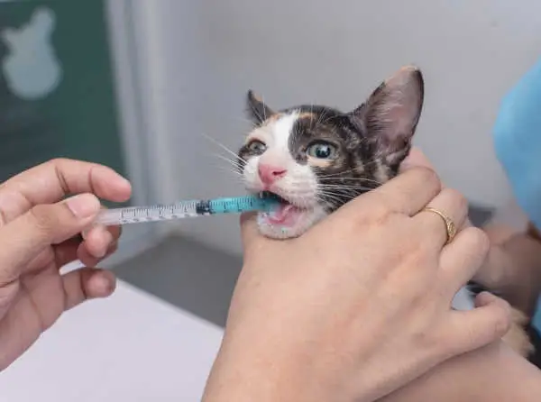 A veterinarian uses an oral syringe to administer liquid dewormer to a kitten.