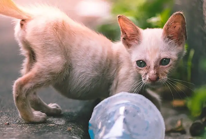 Signs of worms in cats