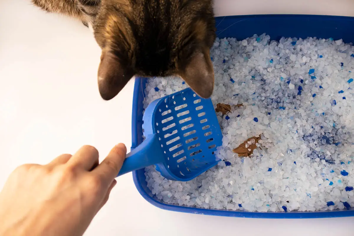 Worms in cat poop