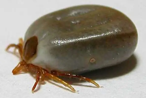 Paralysis tick