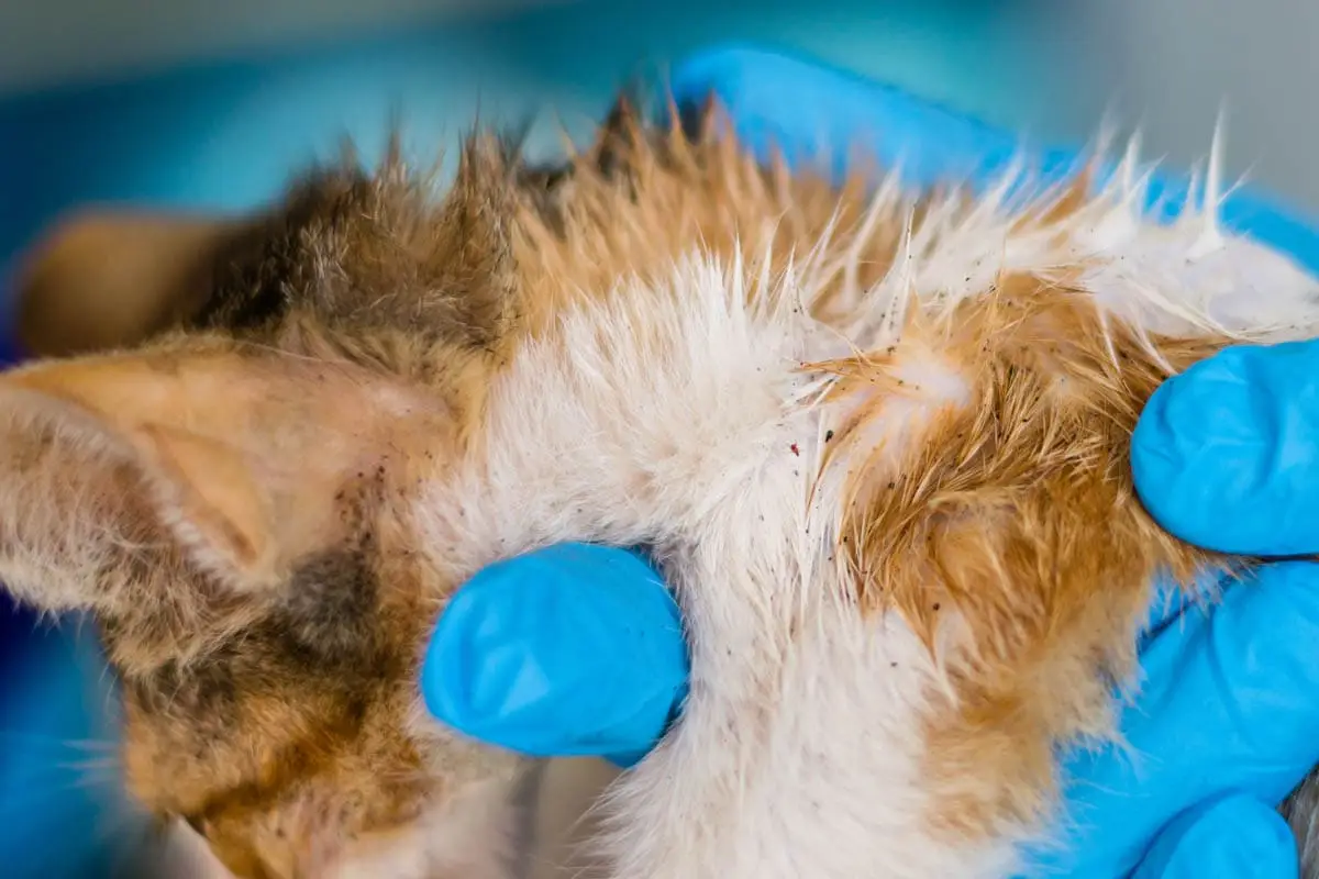 Cat with fleas