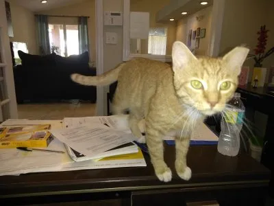 誘拐された野良猫のコロニーが家に帰る道を見つける' title=