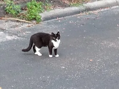 誘拐された野良猫のコロニーが家に帰る道を見つける' title=