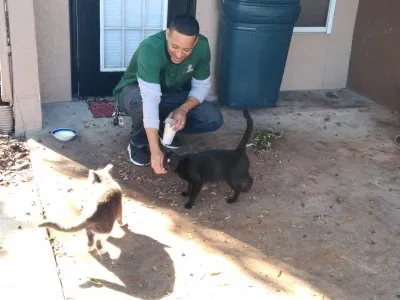 誘拐された野良猫のコロニーが家に帰る道を見つける' title=