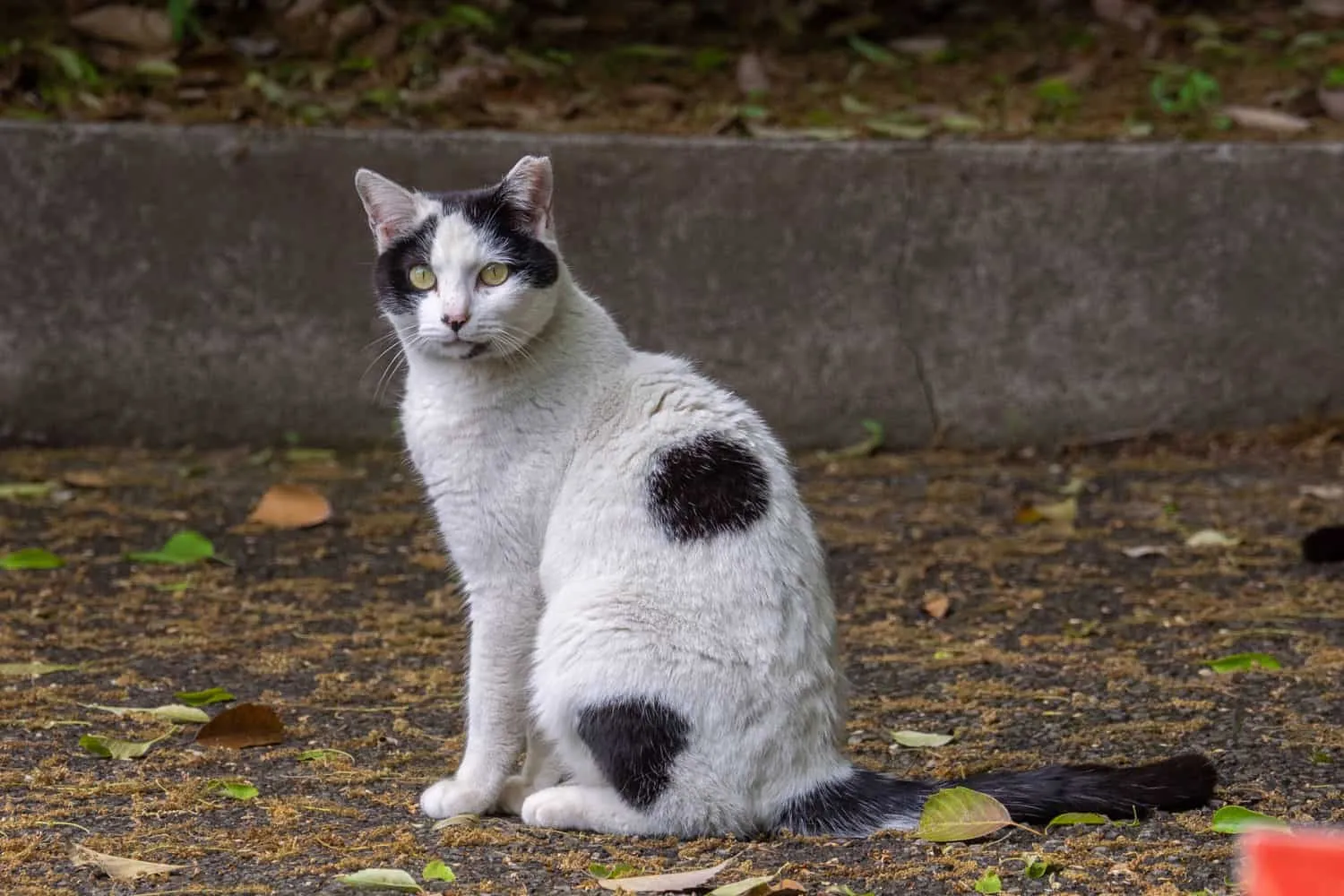 Dvoubarevná kočka sedící na spadaném listí (Sano Tochigi Japonsko)' title=