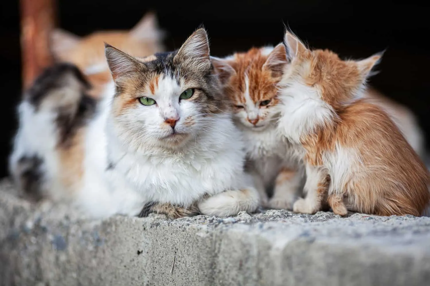 Gestione dei gatti selvatici