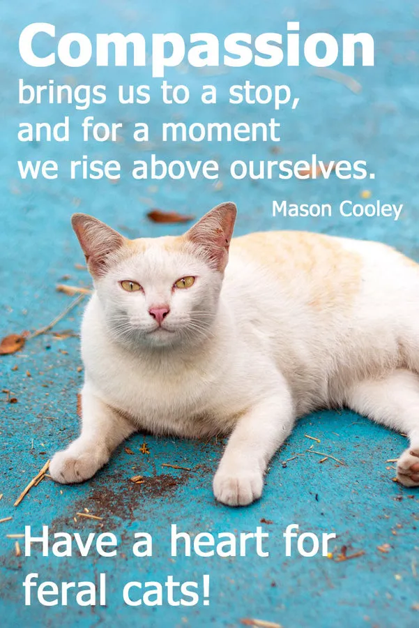 7 citações inspiradoras para amantes orgulhosos de gatos selvagens' title=