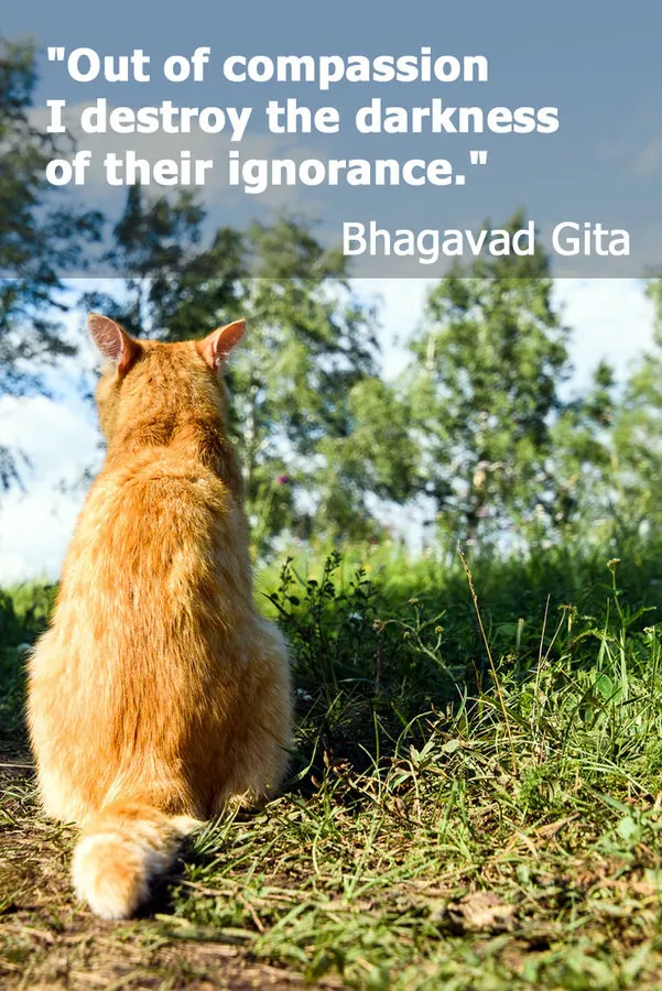 7 citações inspiradoras para amantes orgulhosos de gatos selvagens' title=