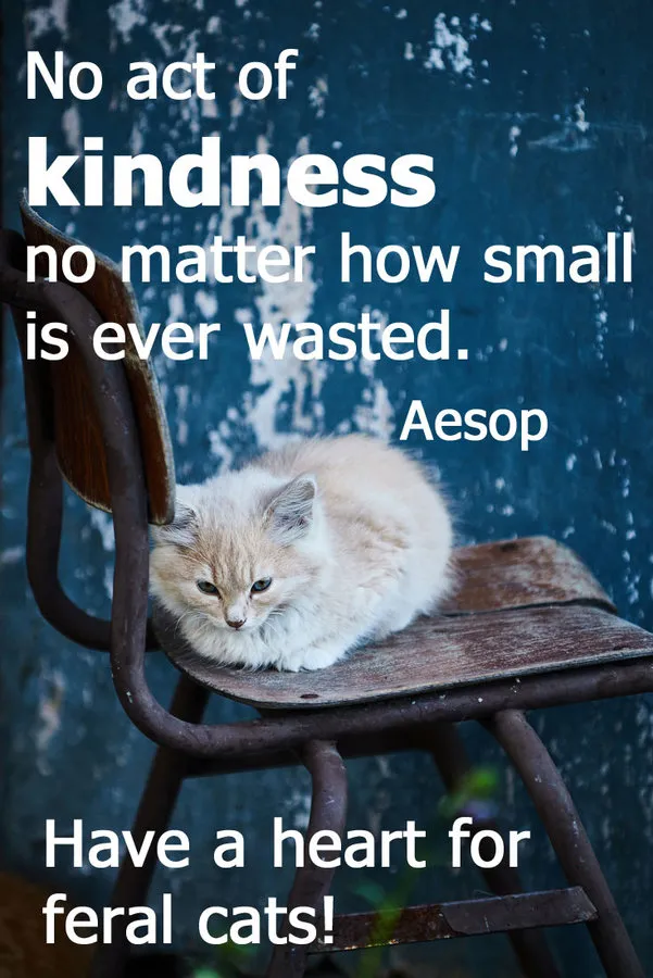 7 citações inspiradoras para amantes orgulhosos de gatos selvagens' title=