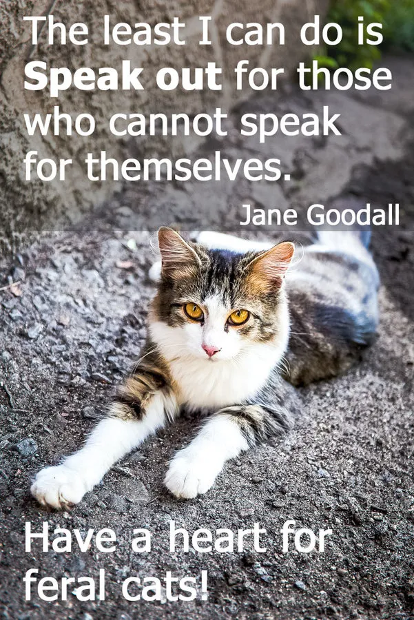 7 citações inspiradoras para amantes orgulhosos de gatos selvagens' title=