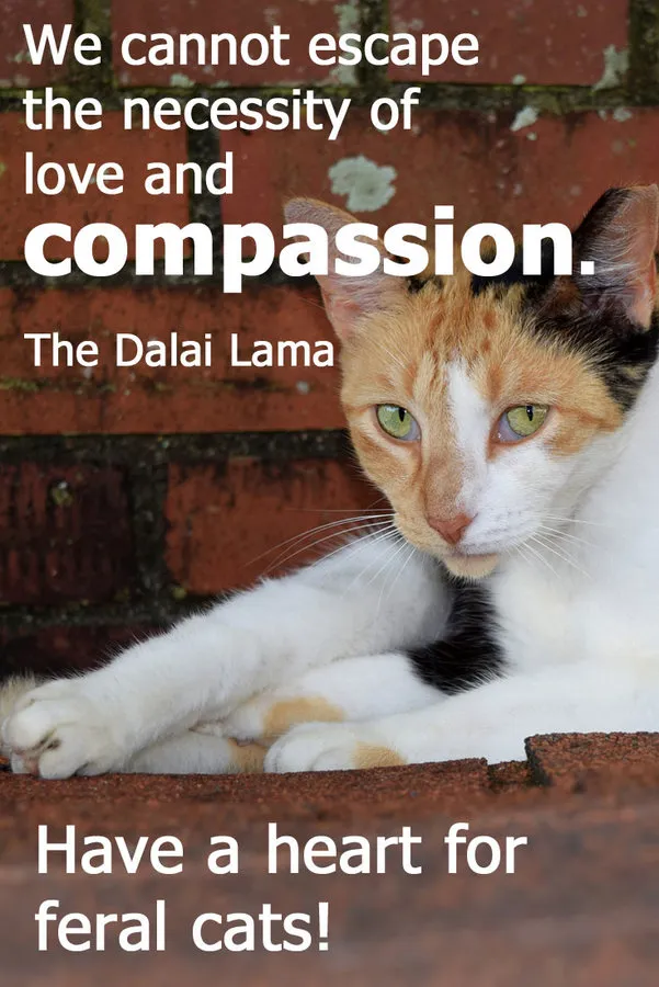 7 citações inspiradoras para amantes orgulhosos de gatos selvagens