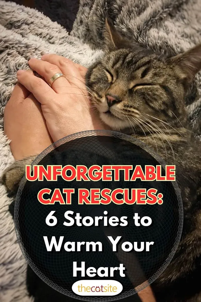 katt sovende katt som sover i en menneskearm' title=