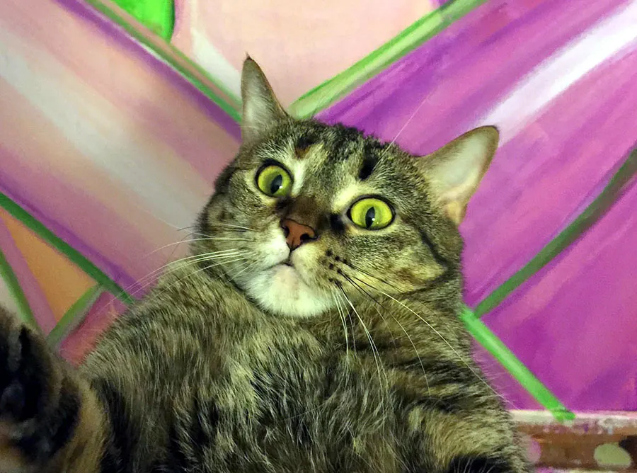 Kiwis bursdagsselfie' title=