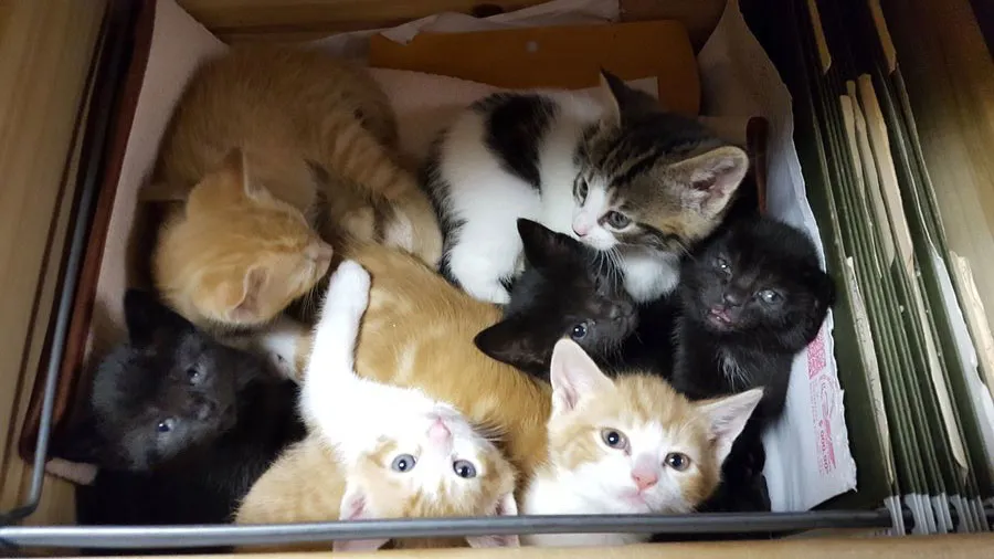 Kattemor- og datterteamets katteredningshistorie' title=