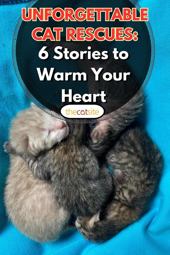 nyfødt kattunge blå bakgrunn' title=