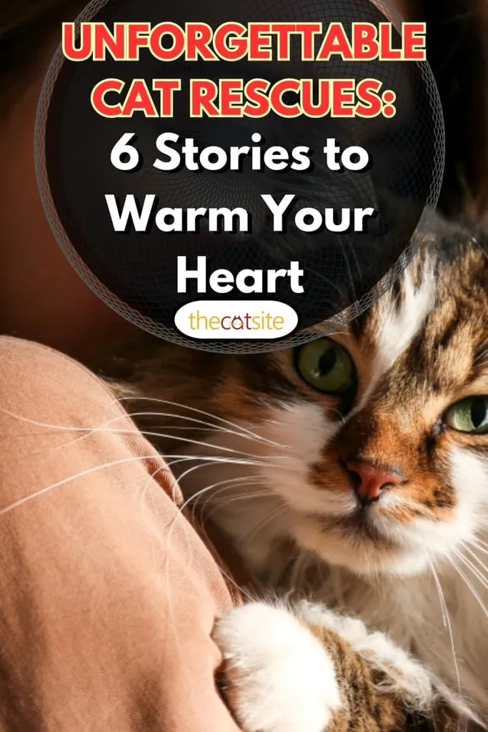 Portrett av ung kvinne som holder søt sibirsk katt med grønne øyne. Kvinne som klemmer den søte kattunge med langt hår. Bakgrunn kopi plass nærbilde. Bedårende' title=