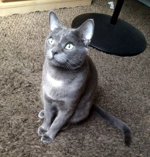 Den samme kattungen i dag - for en fantastisk katteredningshistorie!' title=