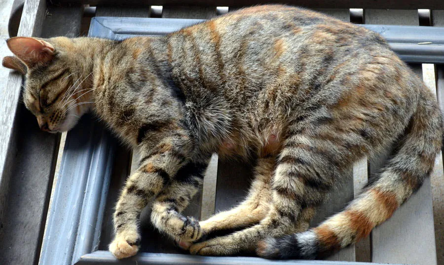 GPS-katt - var hun gravid eller hadde hun allerede hatt kattungene sine? Teknologien kom til unnsetning!' title=