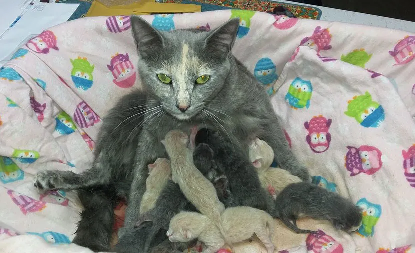 Overraskelsesdrektigheten som endte med omsorg for 9 kattunger' title=